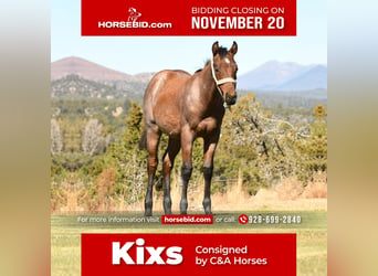 American Quarter Horse, Stallion, 1 year, 15 hh, Roan-Bay, in Congress,