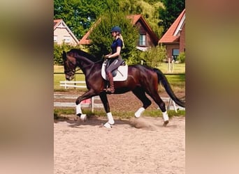 Hanoverian, Gelding, 3 years, 17 hh, Bay-Dark, in Kirchlinteln
