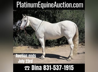 American Quarter Horse, Ruin, 16 Jaar, 152 cm, Schimmel, in Paso Robles CA,
