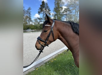 German Riding Pony, Gelding, 4 years, 14.1 hh, Brown, in Vettweiß,
