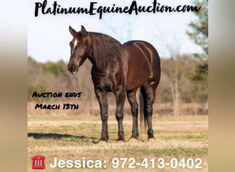 American Quarter Horse, Ruin, 8 Jaar, 152 cm, Donkere-vos, in Raveena, TX,