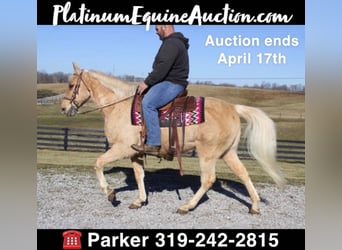 Tennessee walking horse, Gelding, 16 years, 15 hh, Palomino, in Brodhead, KY,