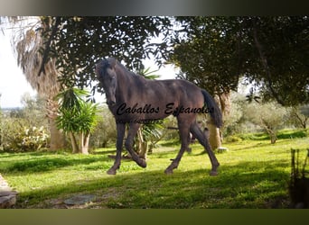 PRE, Stallion, 2 years, 15.2 hh, Gray-Dark-Tan, in Vejer de la Frontera,