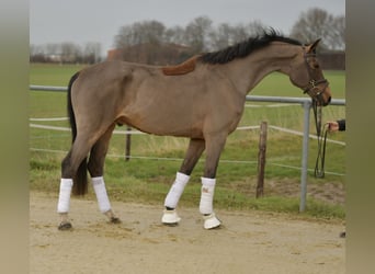 Dänisches Warmblut, Hengst, 11 Jahre, 175 cm, Brauner