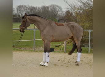 Dänisches Warmblut, Hengst, 11 Jahre, 175 cm, Brauner