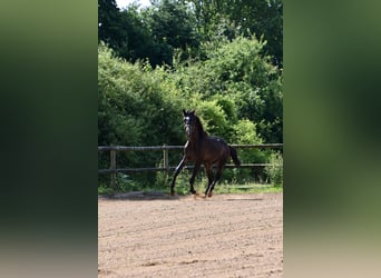 Dänisches Warmblut, Hengst, 1 Jahr, 170 cm, Brauner