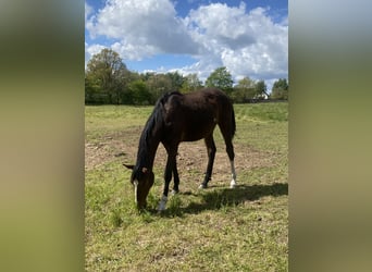 Dänisches Warmblut, Hengst, 1 Jahr, 170 cm, Brauner