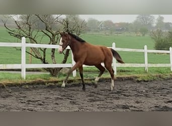 Dänisches Warmblut, Hengst, 1 Jahr, 170 cm, Rotbrauner