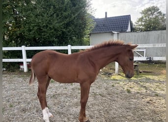 Dänisches Warmblut, Hengst, 1 Jahr, 172 cm, Fuchs