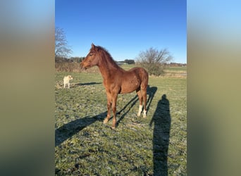 Dänisches Warmblut, Hengst, 1 Jahr, 172 cm, Fuchs