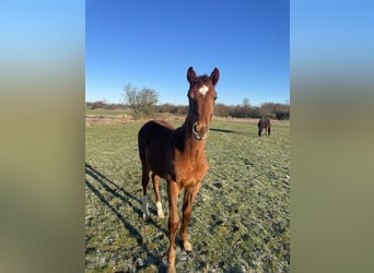 Dänisches Warmblut, Hengst, 1 Jahr, 172 cm, Fuchs