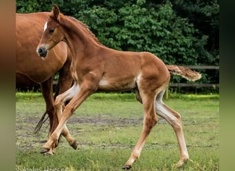 Dänisches Warmblut, Hengst, 1 Jahr, 175 cm, Dunkelfuchs