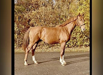 Dänisches Warmblut, Hengst, 2 Jahre, 169 cm, Dunkelfuchs