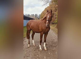 Dänisches Warmblut, Hengst, 2 Jahre, 169 cm, Dunkelfuchs