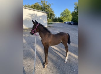 Dänisches Warmblut, Hengst, 2 Jahre, 170 cm, Dunkelbrauner