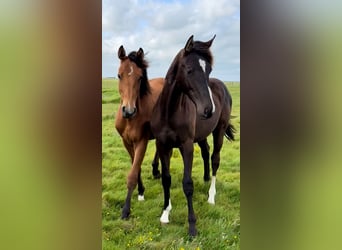 Dänisches Warmblut, Hengst, 2 Jahre, Rappe