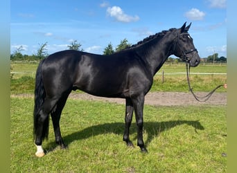 Dänisches Warmblut, Hengst, 4 Jahre, 166 cm, Rappe