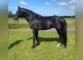 Dänisches Warmblut, Hengst, 4 Jahre, 166 cm, Rappe