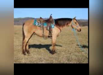 Dänisches Warmblut, Hengst, 10 Jahre, 142 cm, Braunfalbschimmel