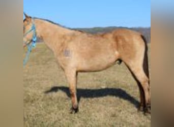 Dänisches Warmblut, Hengst, 10 Jahre, 142 cm, Braunfalbschimmel