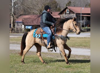 Dänisches Warmblut, Hengst, 10 Jahre, 142 cm, Braunfalbschimmel