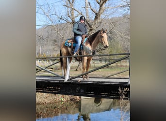 Dänisches Warmblut, Hengst, 10 Jahre, 142 cm, Braunfalbschimmel