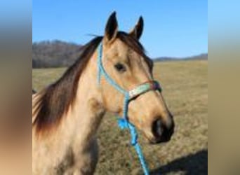 Dänisches Warmblut, Hengst, 10 Jahre, 142 cm, Braunfalbschimmel
