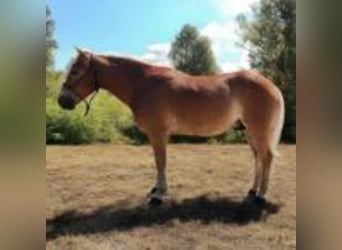 Dänisches Warmblut, Hengst, 10 Jahre, 142 cm, Braunfalbschimmel
