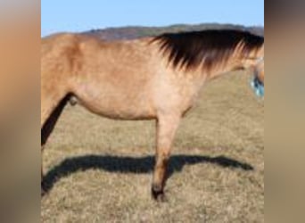 Dänisches Warmblut, Hengst, 10 Jahre, 142 cm, Braunfalbschimmel