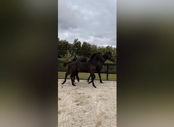 Dänisches Warmblut, Hengst, Fohlen (03/2026), 170 cm, Rappe
