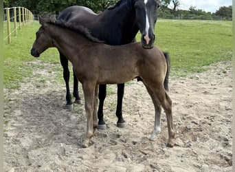 Dänisches Warmblut, Hengst, , 170 cm, Rappe
