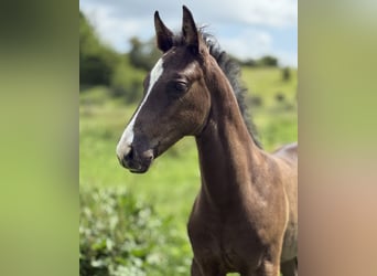 Dänisches Warmblut, Hengst, , 170 cm, Rappe