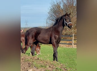 Dänisches Warmblut, Hengst, Fohlen (05/2025), 172 cm, Dunkelbrauner