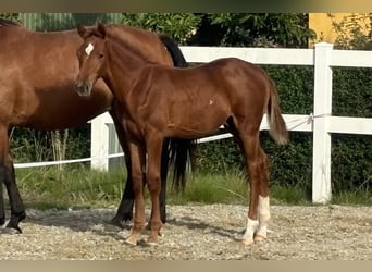 Dänisches Warmblut, Hengst, Fohlen (05/2024), 172 cm, Fuchs