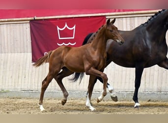 Dänisches Warmblut, Hengst, Fohlen (04/2025)