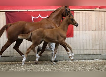 Dänisches Warmblut, Hengst, Fohlen (05/2025)