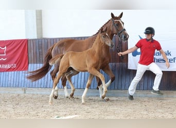 Dänisches Warmblut, Hengst, Fohlen (05/2025)