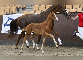 Dänisches Warmblut, Hengst, Fohlen (05/2025)