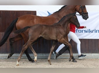 Dänisches Warmblut, Hengst, Fohlen (06/2025)
