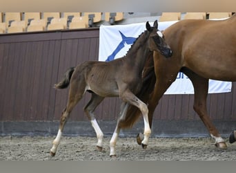 Dänisches Warmblut, Hengst, Fohlen (06/2025)
