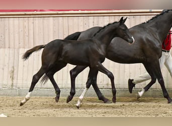 Dänisches Warmblut, Hengst, Fohlen (05/2025)