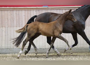 Dänisches Warmblut, Hengst, Fohlen (04/2025)
