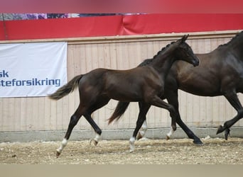 Dänisches Warmblut, Hengst, Fohlen (03/2025)