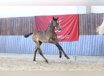 Dänisches Warmblut, Hengst, Fohlen (07/2025)