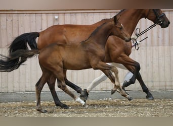 Dänisches Warmblut, Hengst, Fohlen (05/2025)
