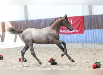 Dänisches Warmblut, Hengst, Fohlen (04/2025)