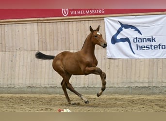 Dänisches Warmblut, Hengst, Fohlen (05/2025)