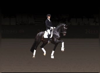 Dänisches Warmblut, Hengst, 5 Jahre, 173 cm, Rappe
