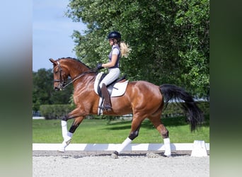 Dänisches Warmblut, Stute, 10 Jahre, 163 cm, Brauner
