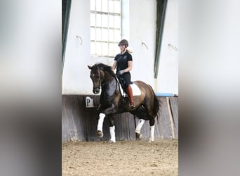 Dänisches Warmblut, Stute, 10 Jahre, 166 cm, Red Dun